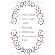 Baby Tooth Chart
