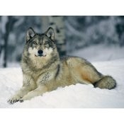 National Geographic Posters - Download