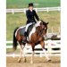 Arabian Horse Experience DVD and Booklet