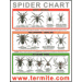 Spider Identification Chart