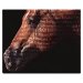 Equine Nutritional CD