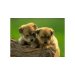 Free Virtual Greeting Cards