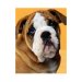 Nature's Recipe Puppy Kits