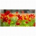 Softsoap E-Cards