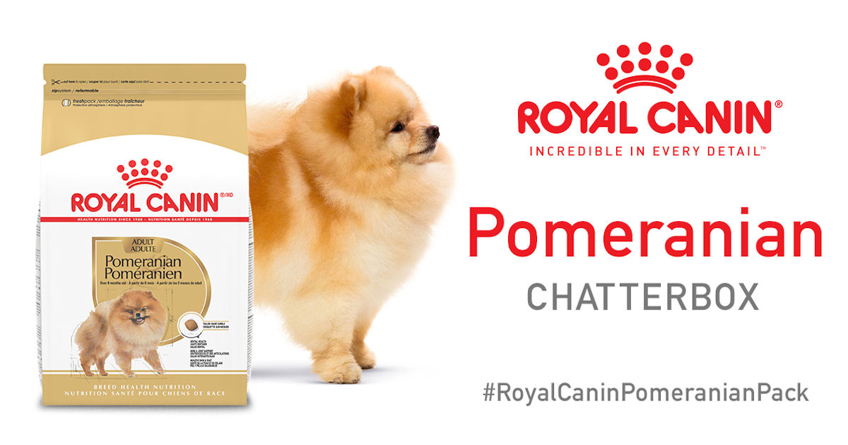 Ripple Royal Canin Pomeranian Chatterbox