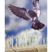 Bird B Gone Bird Control Products