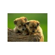 Free Virtual Greeting Cards