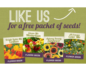 Holland bulb farms coupon code