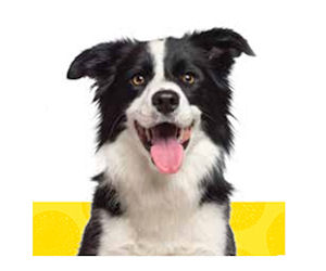 petsmart boots free waterproof boots at petsmart new pet event free product sles petsmart boots free waterproof boots at petsmart new pet event free product sles