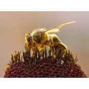 Pollen Power Bee Pollen