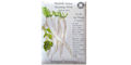 Grow Your Own Veggie Guide