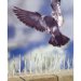 Bird B Gone Bird Control Products