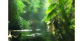 Nature Sounds