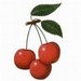 Cherry Recipe eBook from Traverse Bay Farms