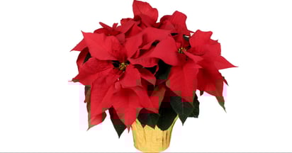 Poinsettia Plants