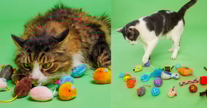 Hartz Cat Toys