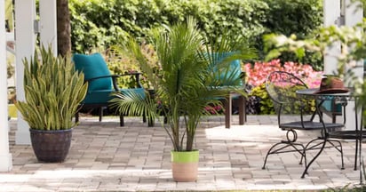Majesty Palm Plant at Lowe's
