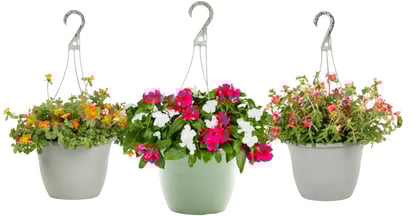 Hanging Baskets at Lowes