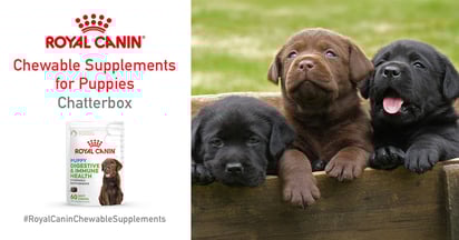 Ripple Street Royal Canin Chewable Supplements