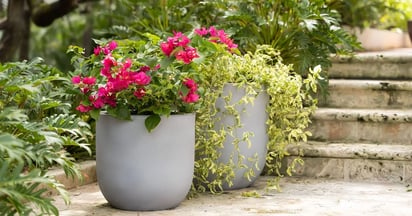 Home Tester Club Planter