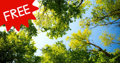 Envelope Tree Seedling