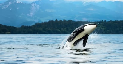 Holland America 2026 Alaska Sweepstakes