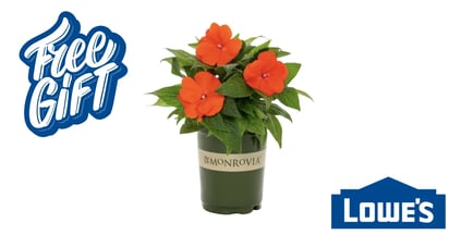 Lowe's Spring Flower Giveaway