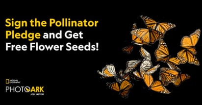 National Geographic Pollinator Seed Packet