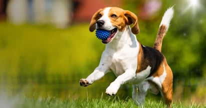 Petco Dog Treats & Chews Deals