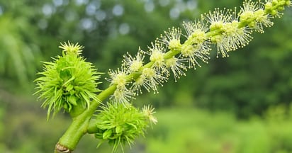 American Chestnut Tree Seeds