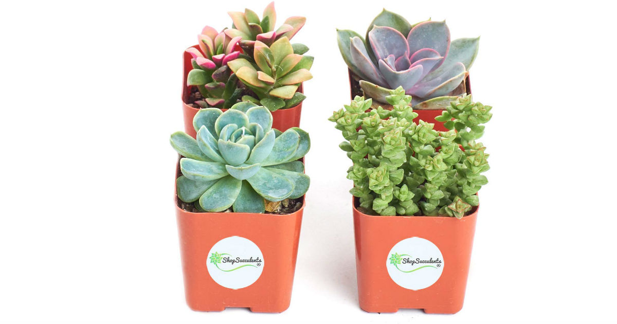 Shop Succulents Collection of 4 ONLY $12.99 (Reg. $19)