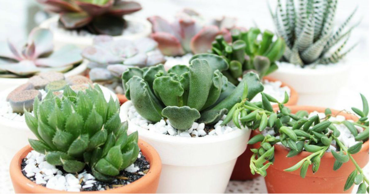 $5.00 Succulent Plants + Free Shipping