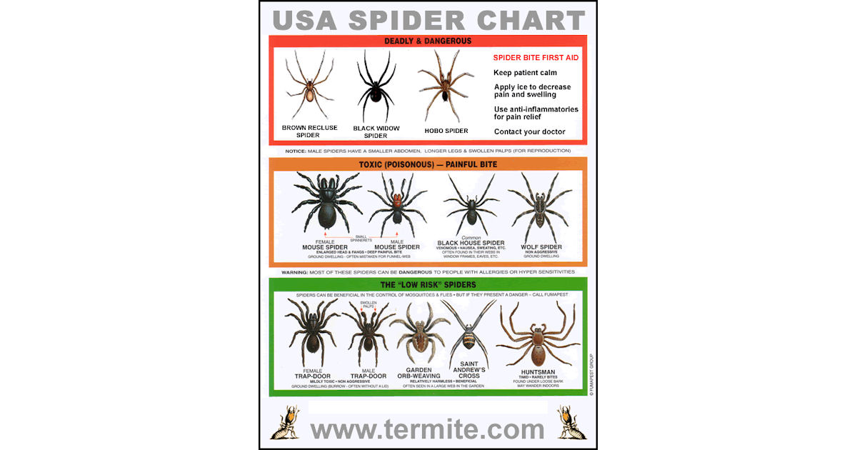 Spider Poisonous Chart