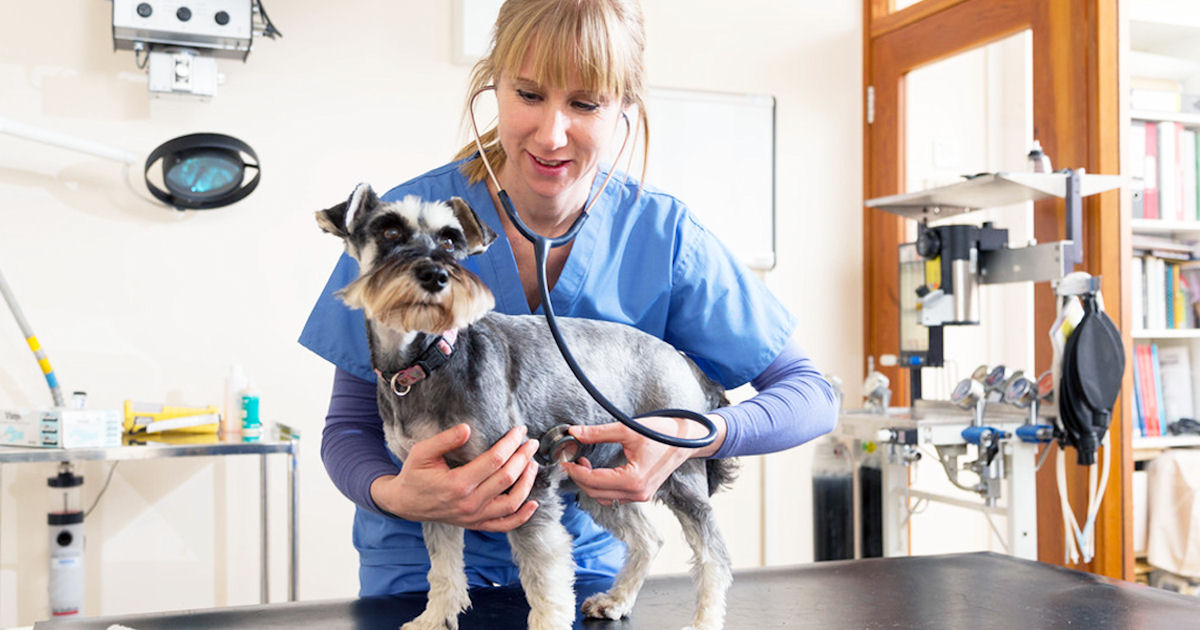FREE Chat with a Veterinarian
