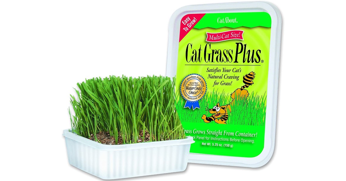 Cat-About by MiracleCorp Cat Grass ONLY $2.50 (Reg $6)