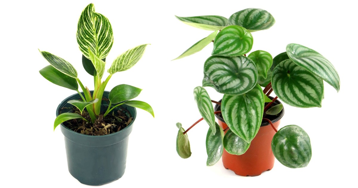 40% Off House Plants + Exclusive Extra 10% Off