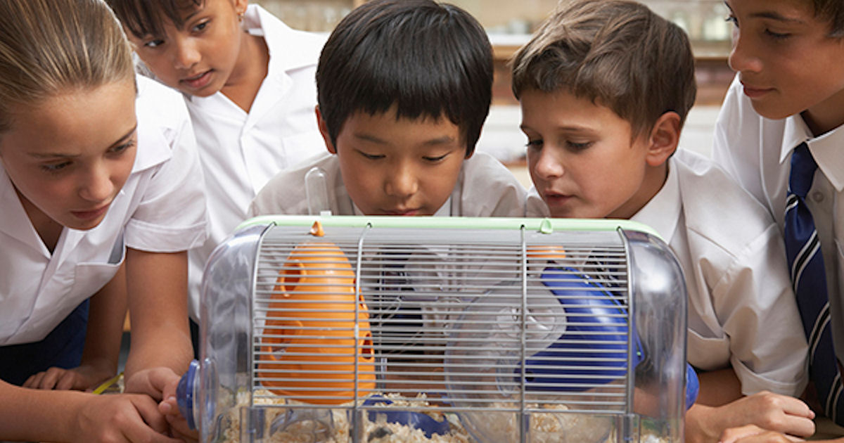 Pets in the Classroom