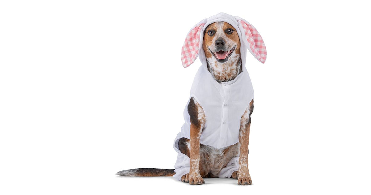 Free Easter Bunny Photo at PetSmart Today Free Samples