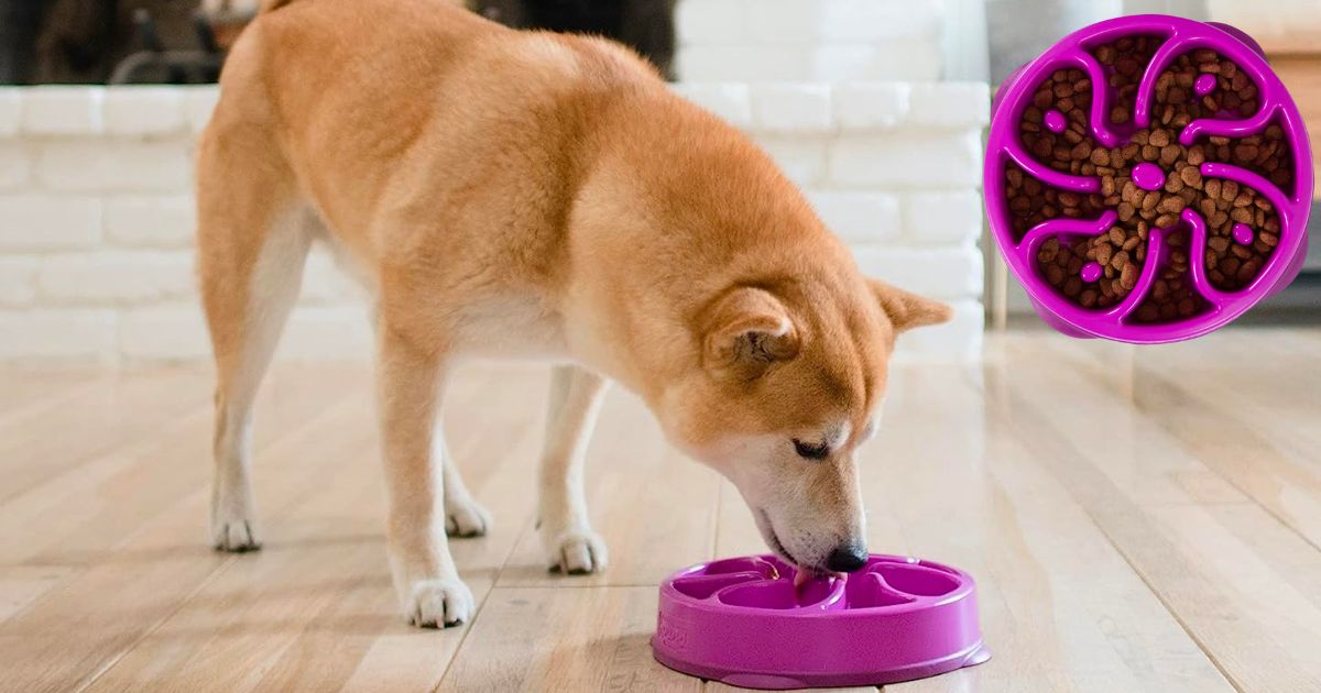 Outward Hound Fun Feeder Bowl 