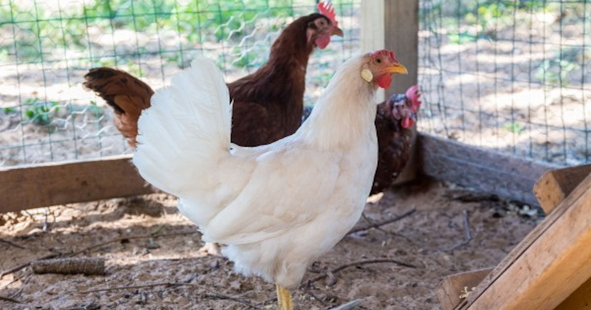 Free 2024 Defend the Flock Chicken Calendar Free Product Samples
