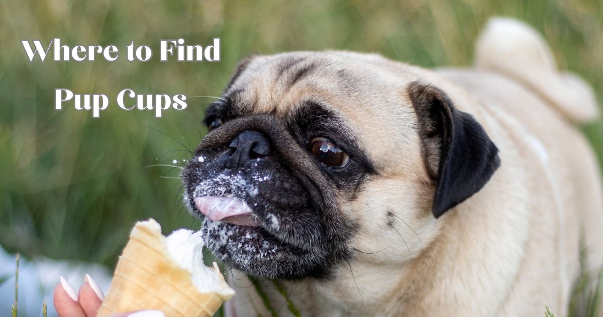 The Ultimate Guide to FREE Pup Cups: Discover the Best Spots for Dog-Friendly Treats