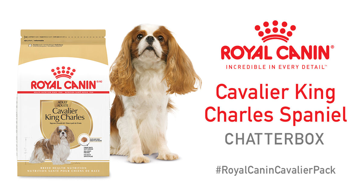 Ripple Royal Canin Cavalier King Charles