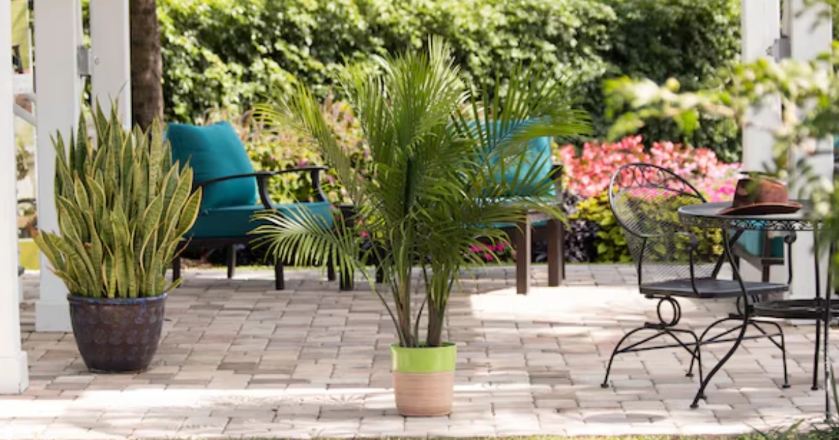 Majesty Palm Plant at Lowe's