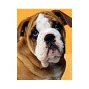 free puppy kits for breeders